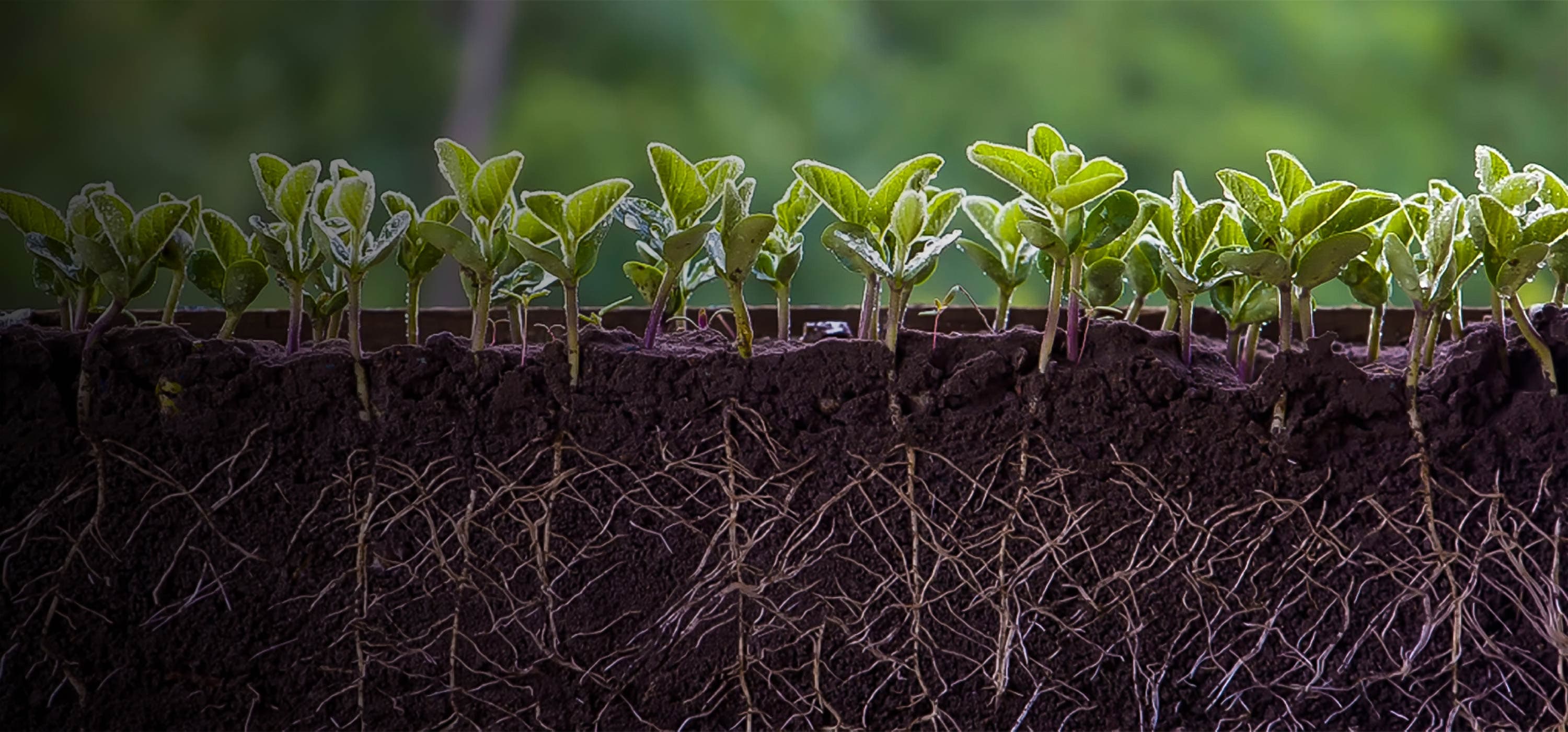 Soil