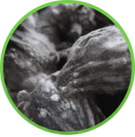Organic Remediation Products